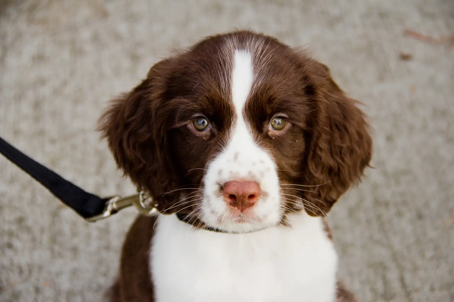 Buying an English Springer Spaniel puppy means taking responsibility! Buy English Springer Spaniel puppies.