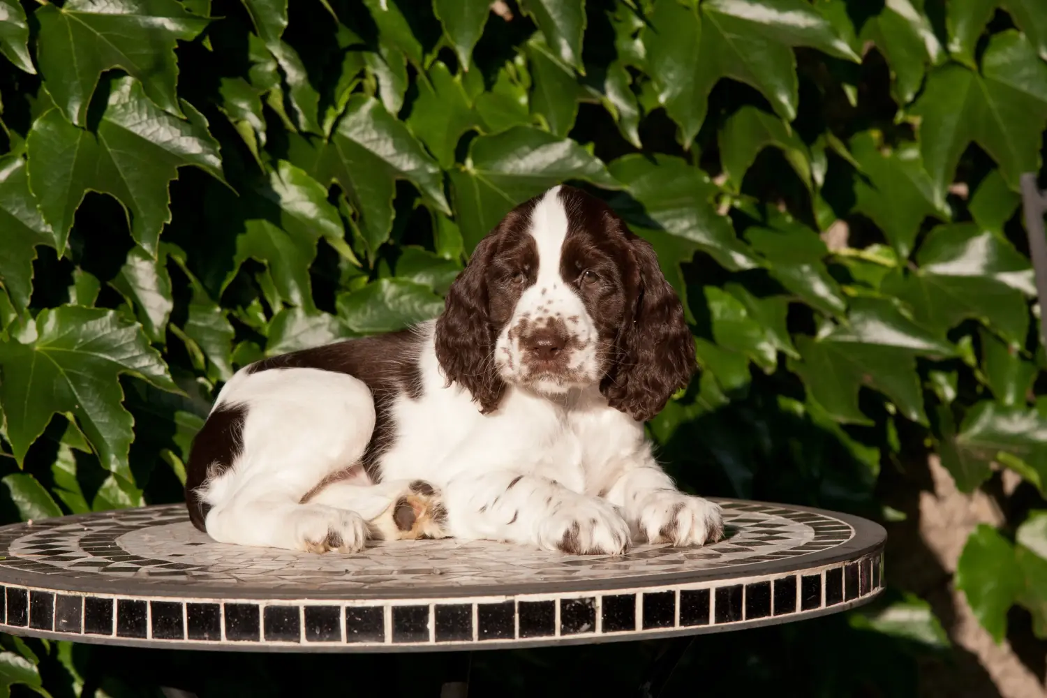 Buying an English Springer Spaniel puppy means taking responsibility! Buy English Springer Spaniel puppies.