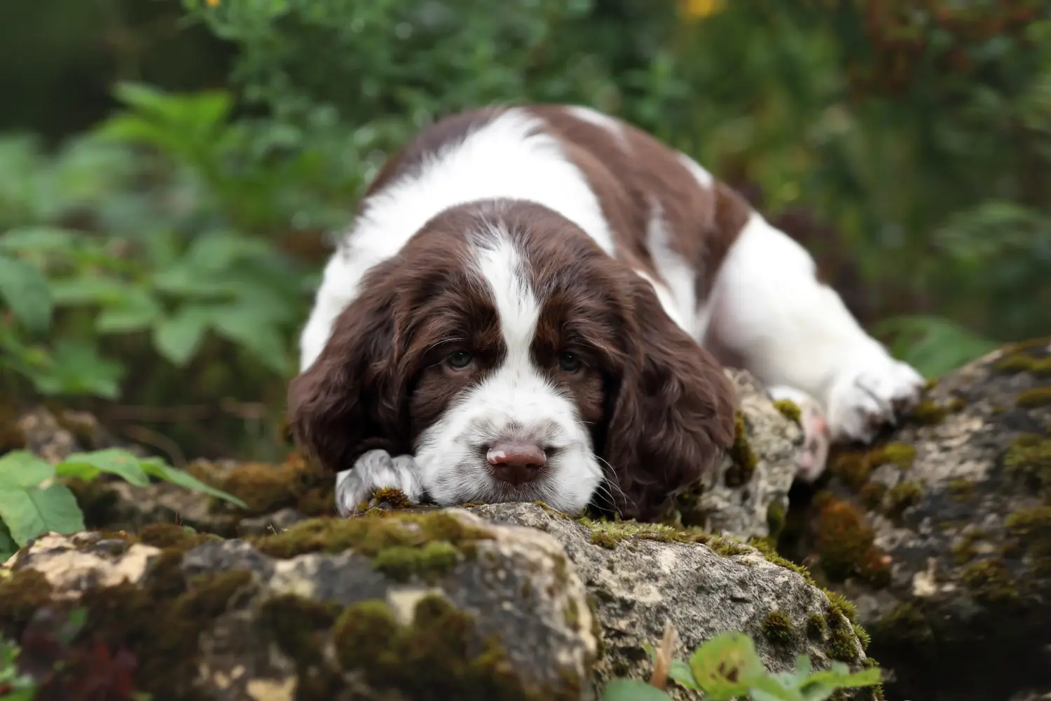 Buying an English Springer Spaniel puppy means taking responsibility! Buy English Springer Spaniel puppies.