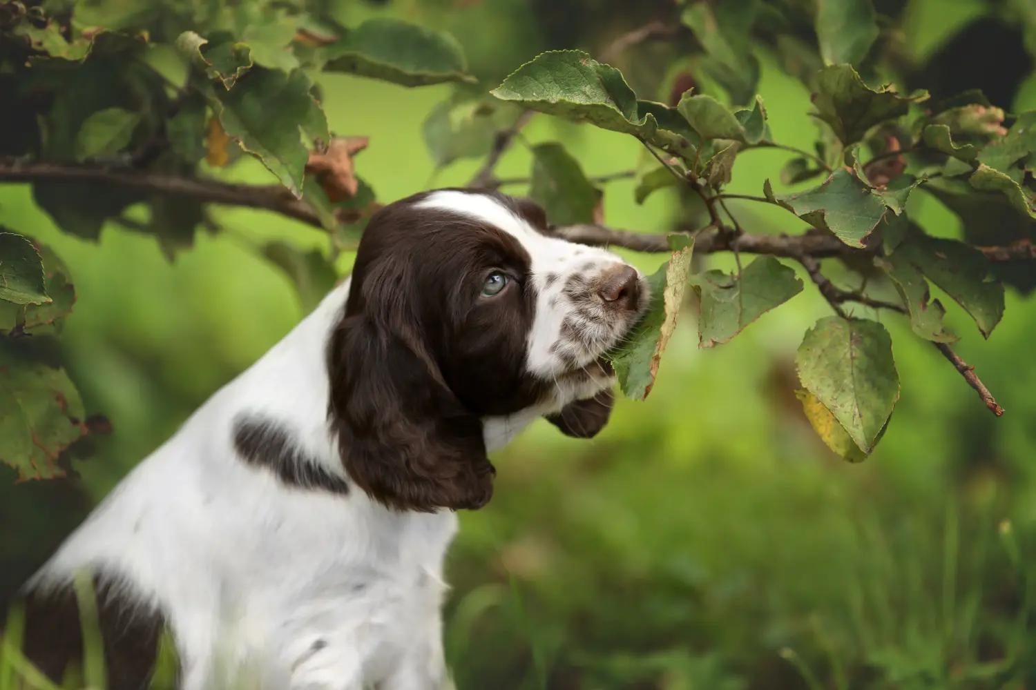 Buying an English Springer Spaniel puppy means taking responsibility! Buy English Springer Spaniel puppies.