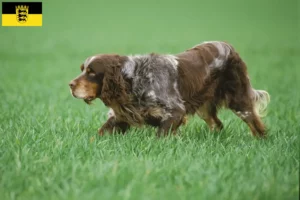 Read more about the article Épagneul Picard breeders and puppies in Baden-Württemberg