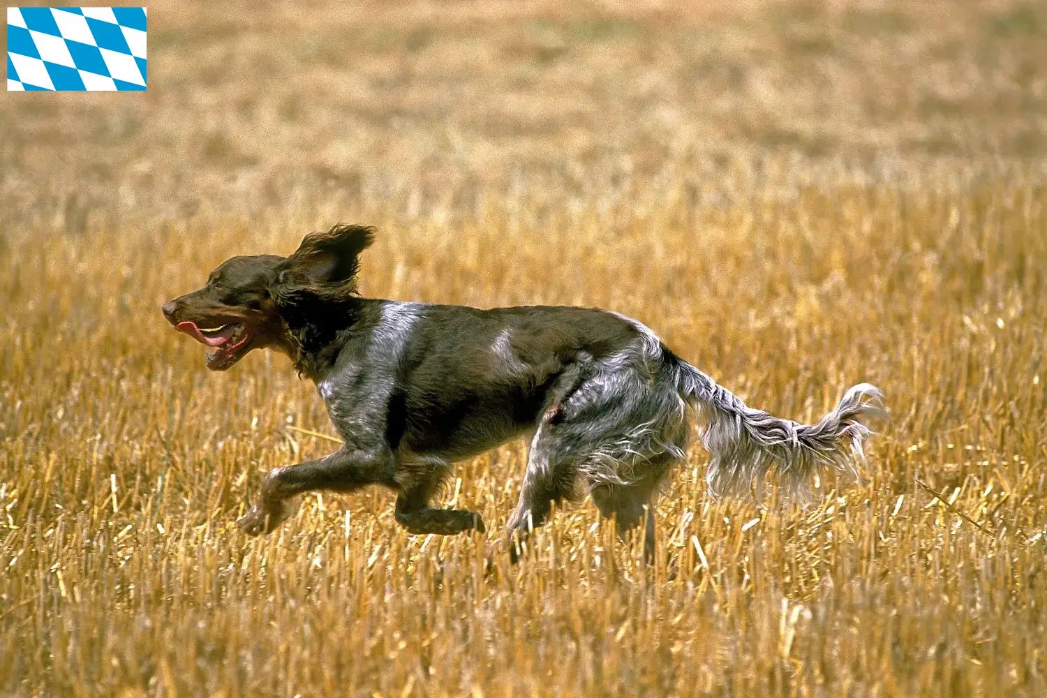 Épagneul Picard puppies and breeders Bavaria Here you will find Épagneul Picards breeders in Bavaria.