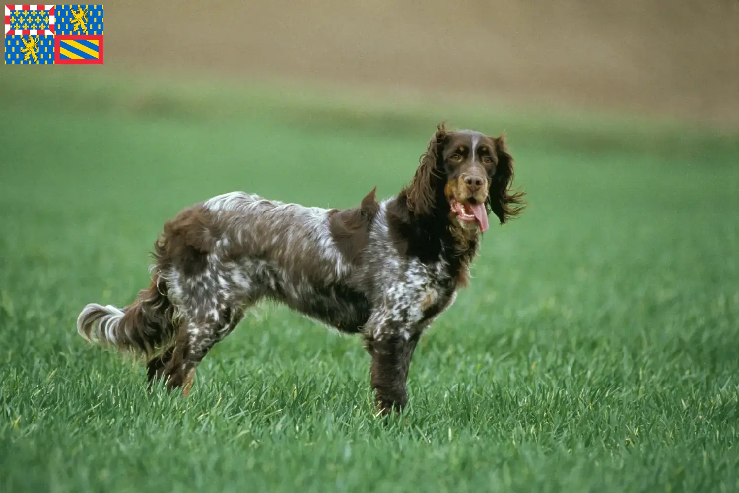 Épagneul Picard puppies and breeders Bourgogne-Franche-Comté Here you will find Épagneul Picards breeders in Bourgogne-Franche-Comté.