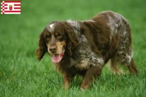 Read more about the article Épagneul Picard breeders and puppies in Bremen