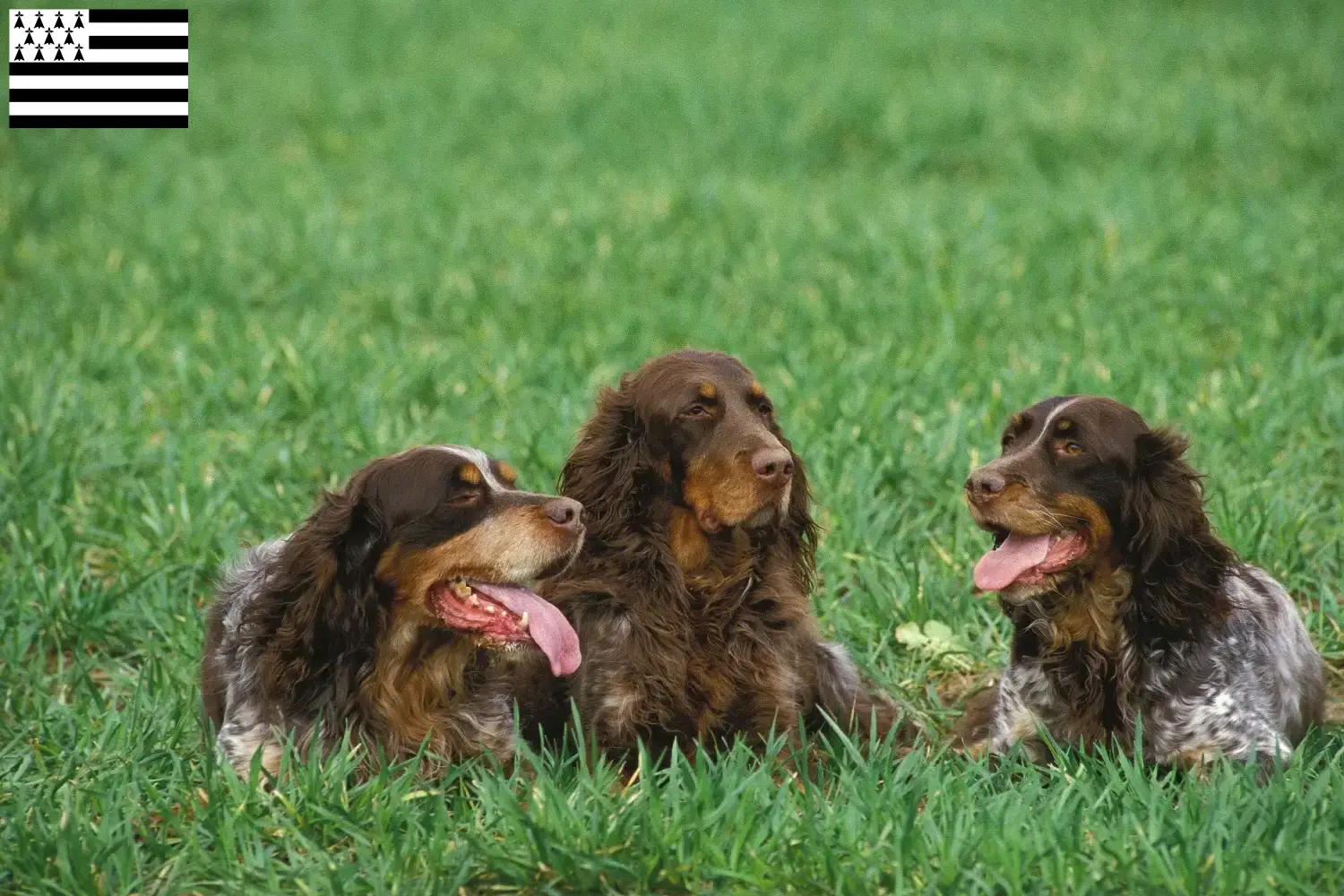 Épagneul Picard puppies and breeders Bretagne Find Épagneul Picards breeders in Brittany .