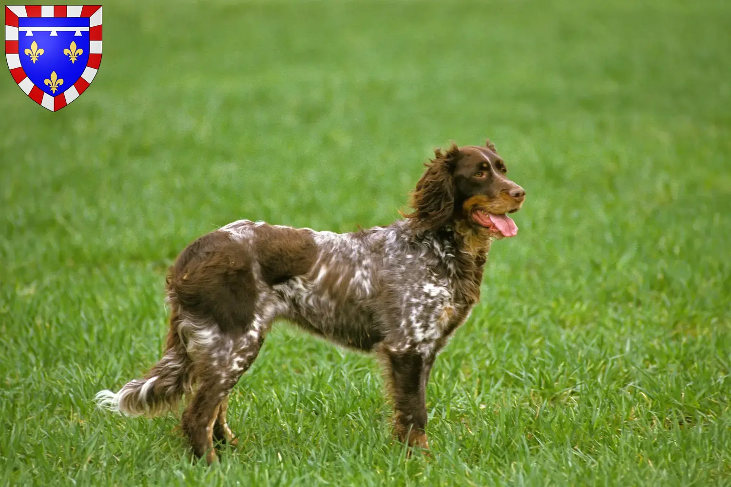 Read more about the article Épagneul Picard breeders and puppies in Centre-Val de Loire