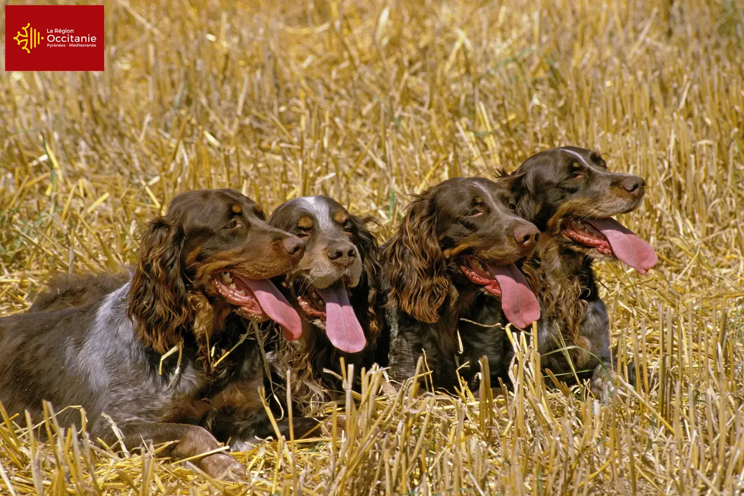 Épagneul Picard puppies and breeders Occitania Here you can find Épagneul Picard breeders in Occitania.