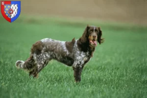 Read more about the article Épagneul Picard breeders and puppies in Pays de la Loire