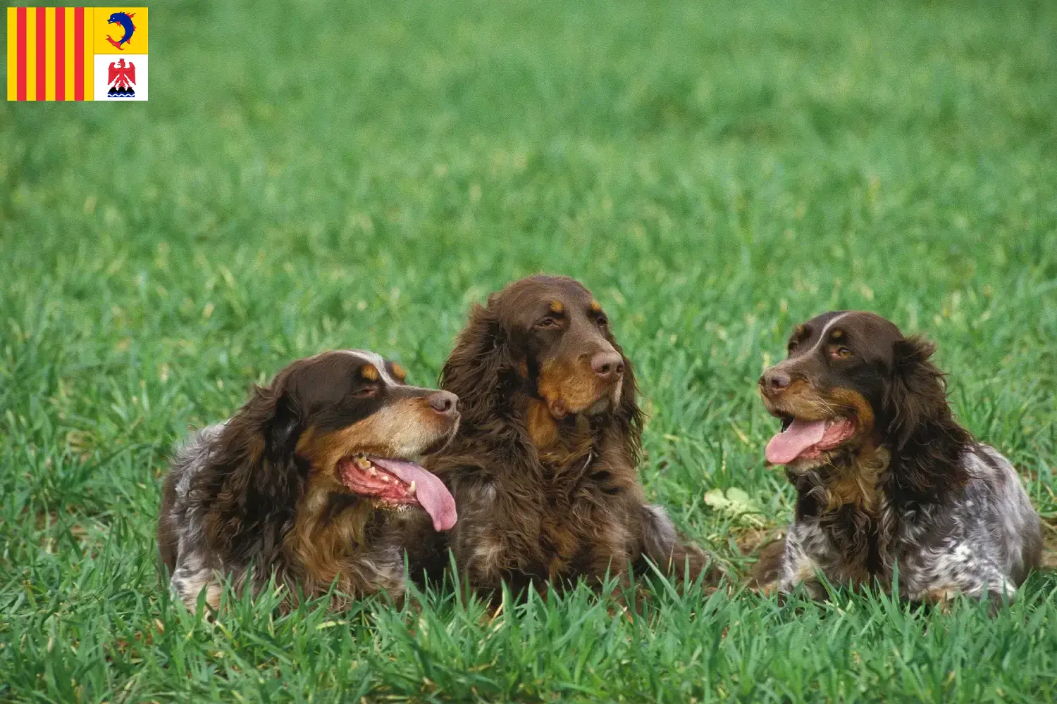 Read more about the article Épagneul Picard breeders and puppies in Provence-Alpes-Côte d’Azur