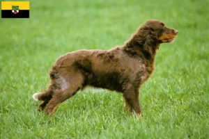 Read more about the article Épagneul Picard breeders and puppies in Saxony-Anhalt