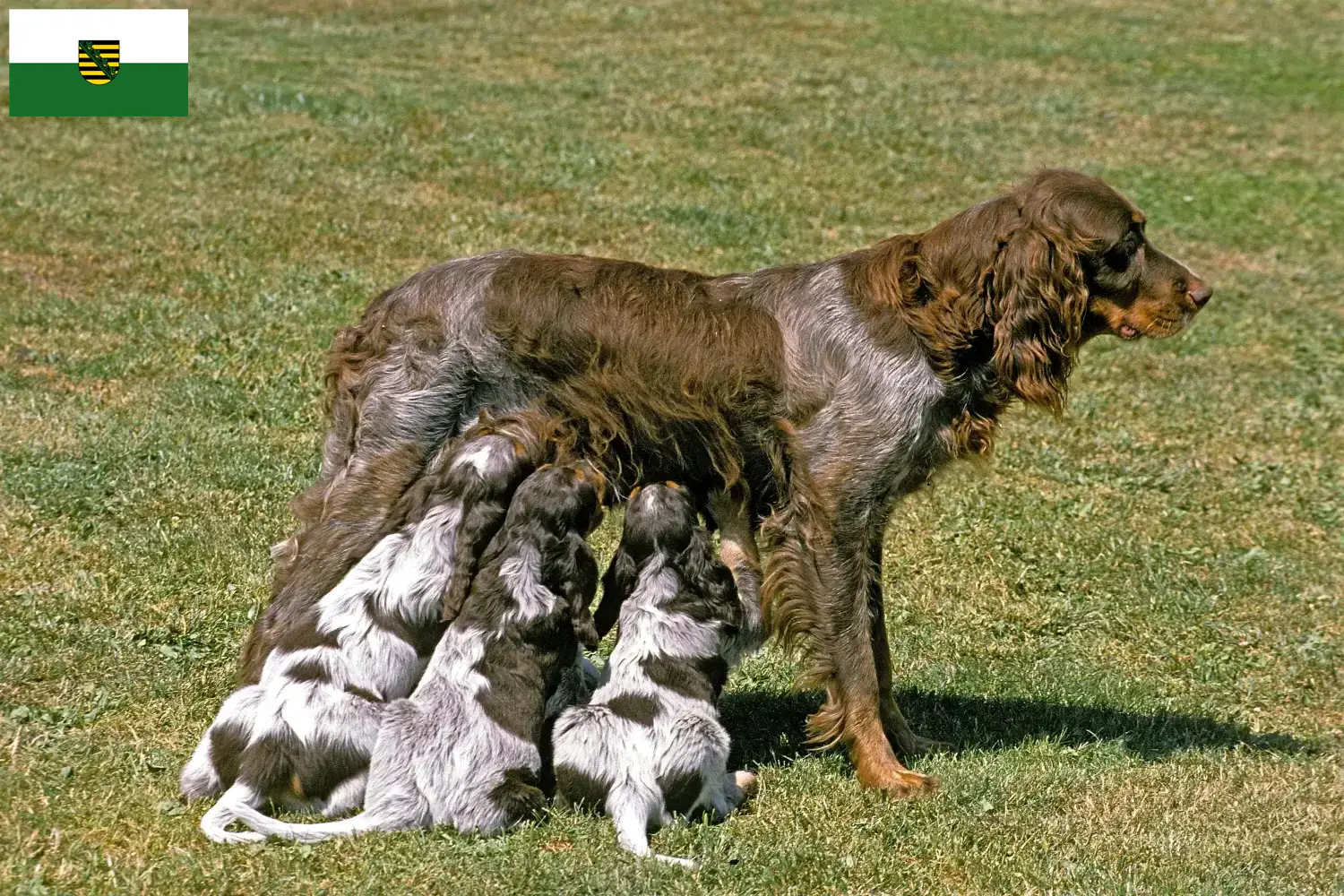 Épagneul Picard puppies and breeders Saxony Here you will find Épagneul Picards breeders in Saxony.