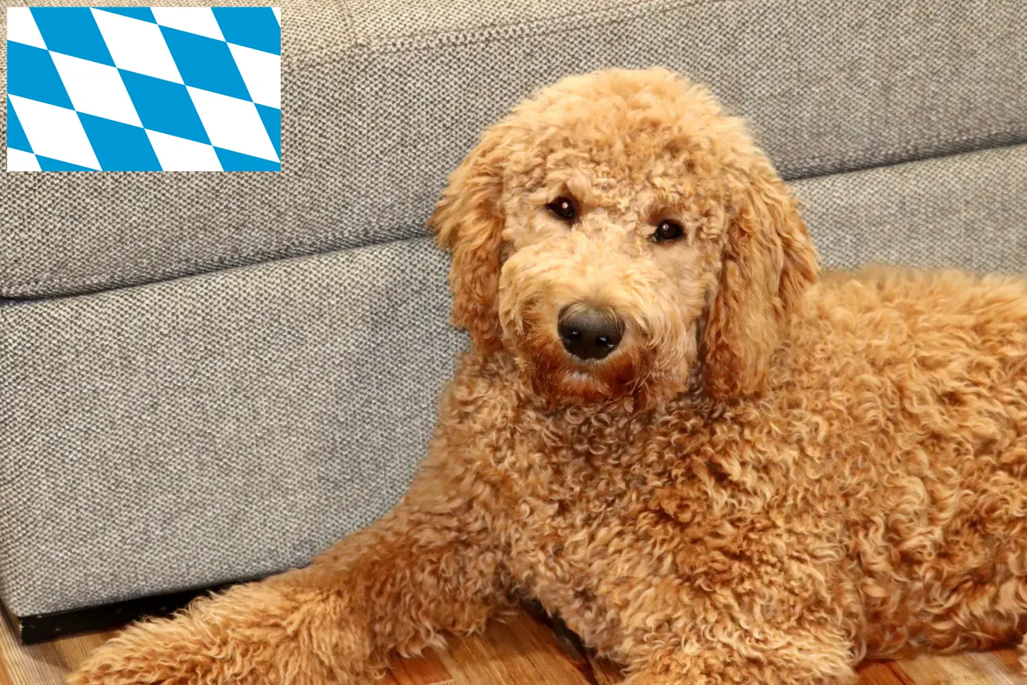 Goldendoodle puppies and breeders Bavaria Here you can find Goldendoodles breeders in Bavaria.