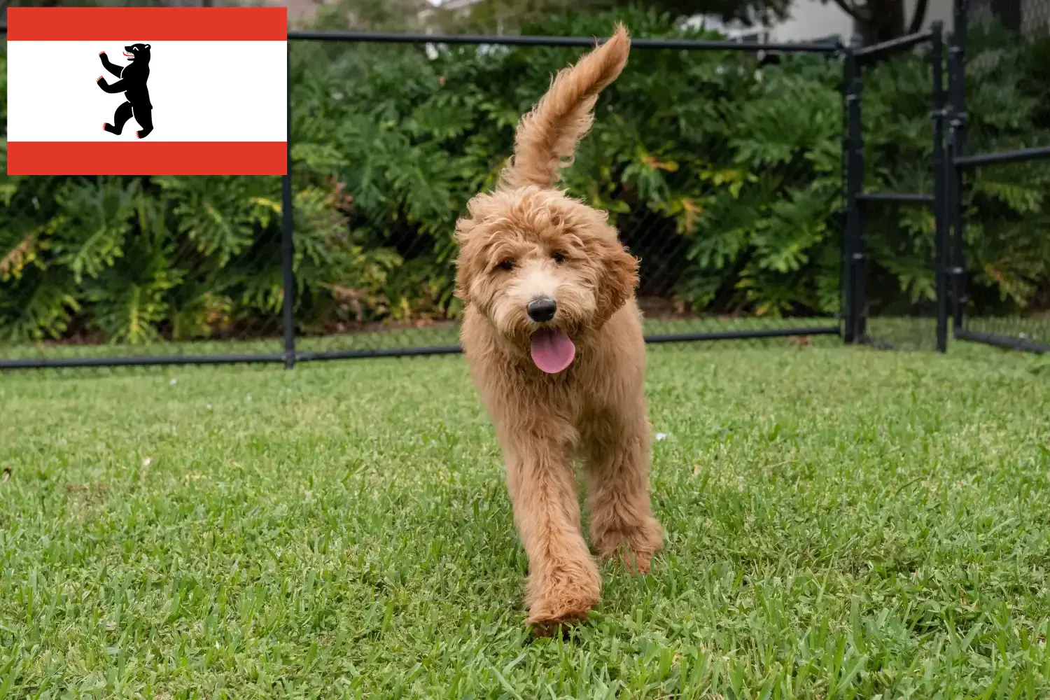 Goldendoodle puppies and breeders Berlin Here you can find Goldendoodles breeders in Berlin.
