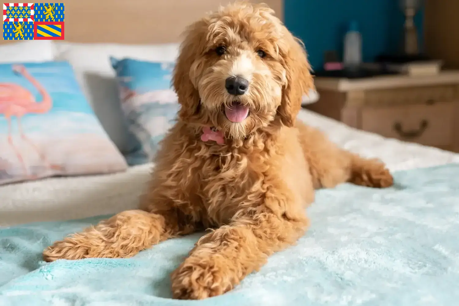 Read more about the article Goldendoodle breeders and puppies in Bourgogne-Franche-Comté