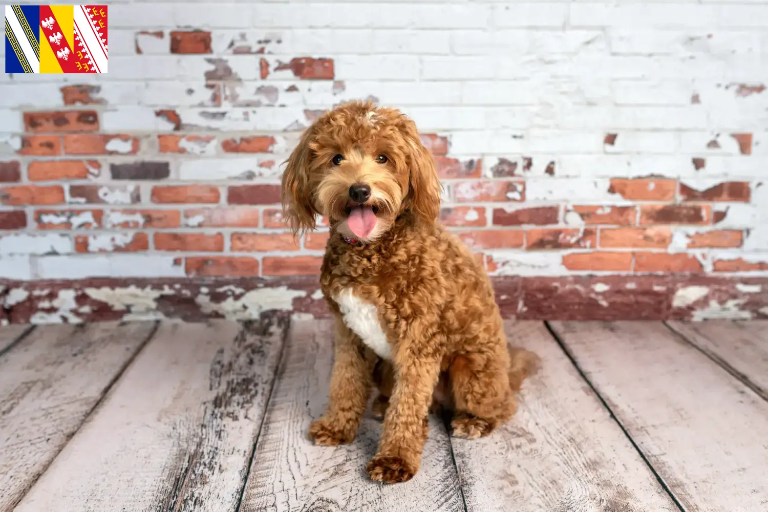 Goldendoodle puppies and breeder Grand Est Find Goldendoodles breeders in Grand Est here.