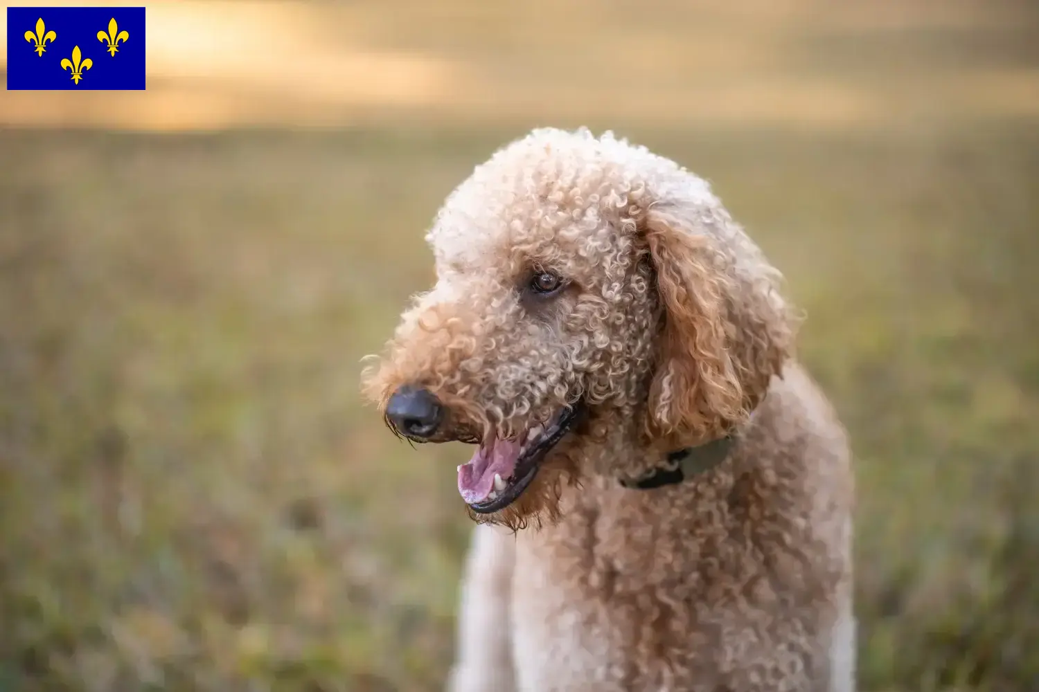 Read more about the article Goldendoodle breeders and puppies in Île-de-France