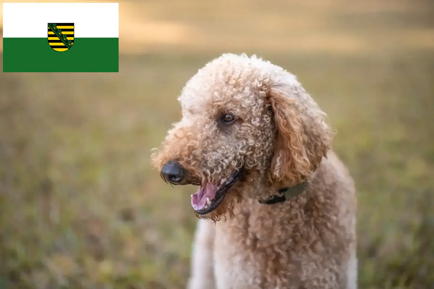 Goldendoodle puppies and breeders Saxony Here you can find Goldendoodles breeders in Saxony.