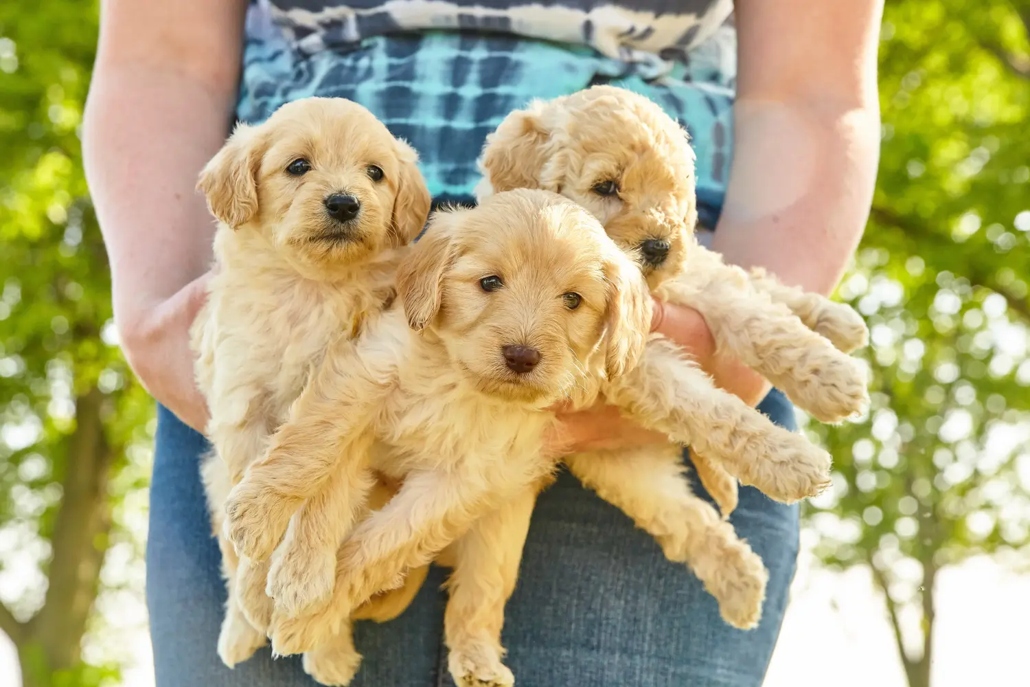 Buying a Goldendoodle puppy means taking responsibility! Buy Goldendoodle puppies.
