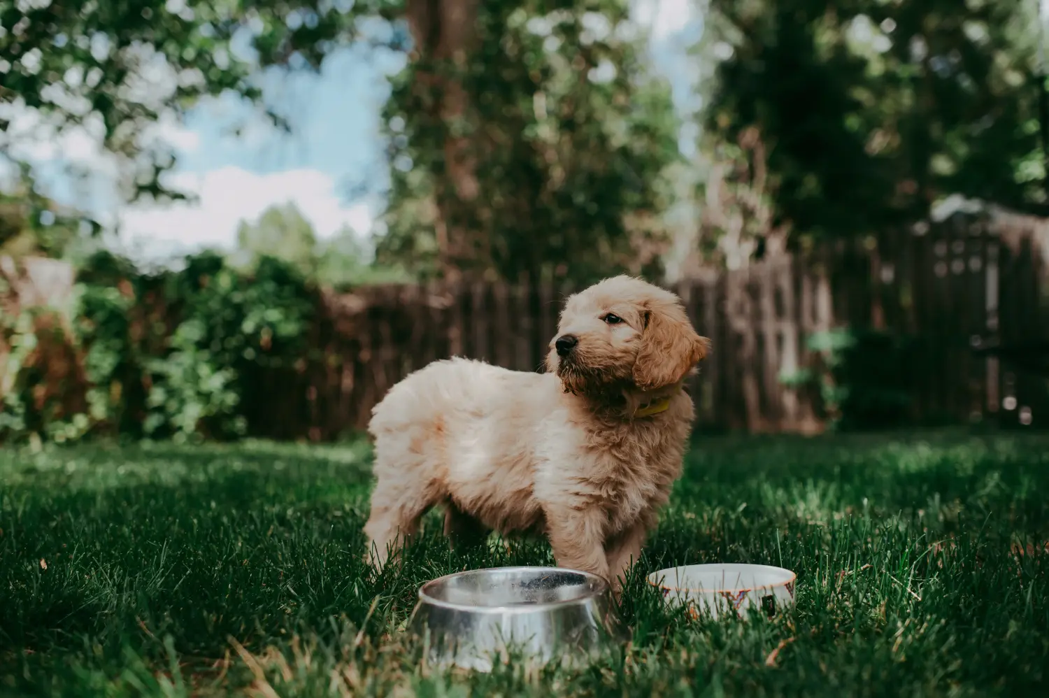 Buying a Goldendoodle puppy means taking responsibility! Buy Goldendoodle puppies.