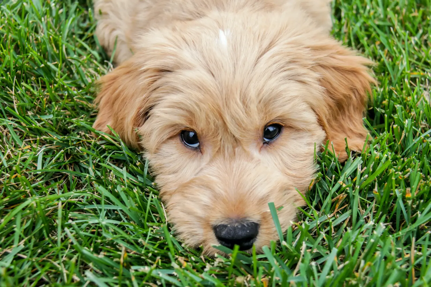 Buying a Goldendoodle puppy means taking responsibility! Buy Goldendoodle puppies.
