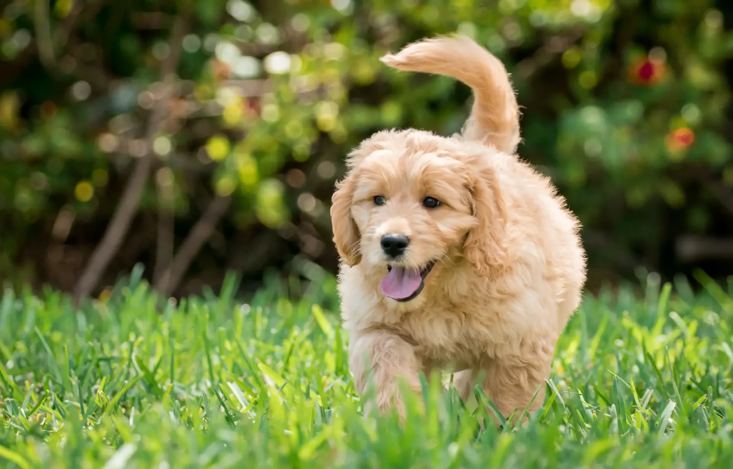 Buying a Goldendoodle puppy means taking responsibility! Buy Goldendoodle puppies.