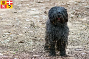 Read more about the article Gos d’Atura Catalá breeders and puppies in Auvergne-Rhône-Alpes
