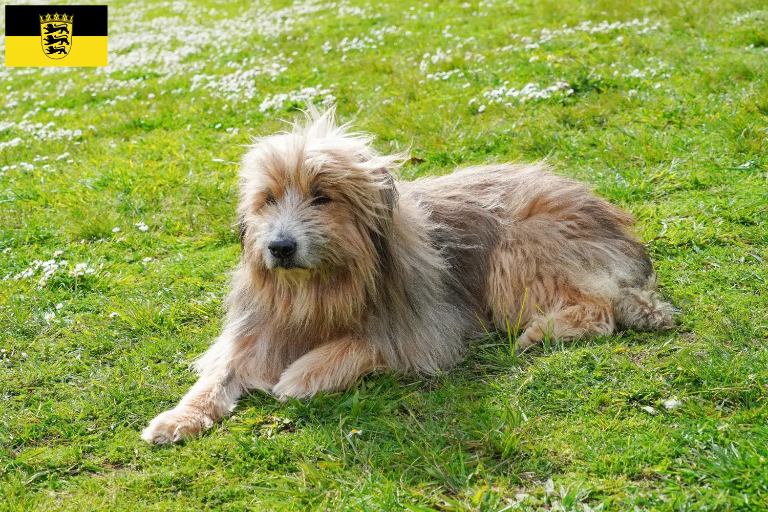 Gos d'Atura Catalá puppies and breeders Baden-Württemberg Here you will find Gos d'Atura Catalá breeders in Baden-Württemberg.