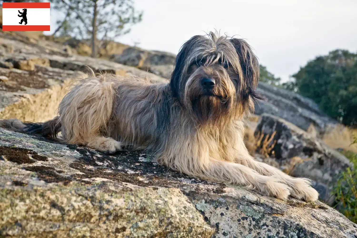 Gos d'Atura Catalá puppies and breeders Berlin Here you will find Gos d'Atura Catalá breeders in Berlin.