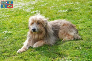 Read more about the article Gos d’Atura Catalá breeders and puppies in Bourgogne-Franche-Comté