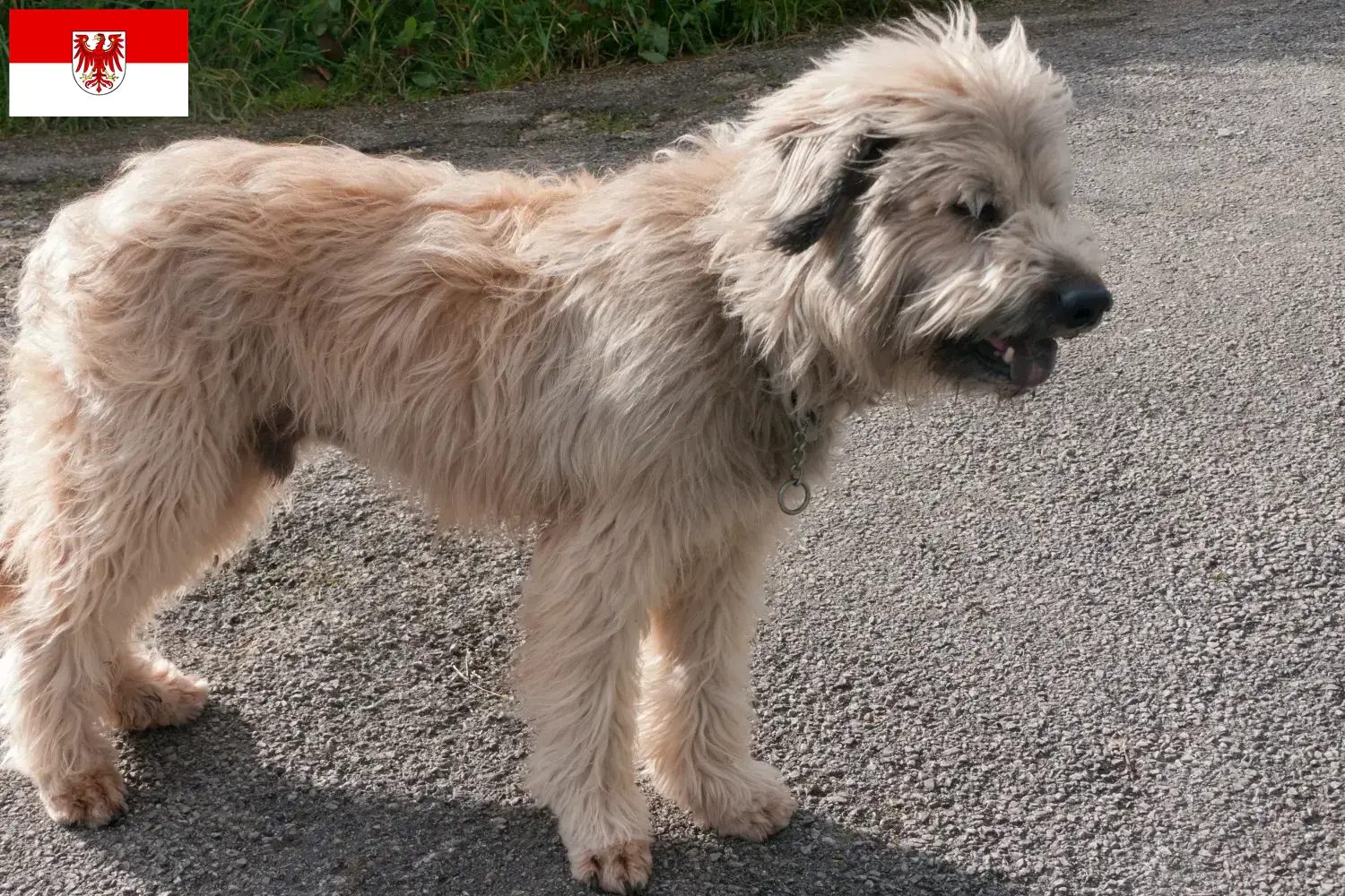 Gos d'Atura Catalá puppies and breeders Brandenburg Here you will find Gos d'Atura Catalá breeders in Brandenburg.
