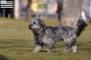 Read more about the article Gos d’Atura Catalá breeders and puppies in Brittany