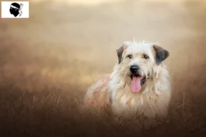 Read more about the article Gos d’Atura Catalá breeders and puppies in Corsica