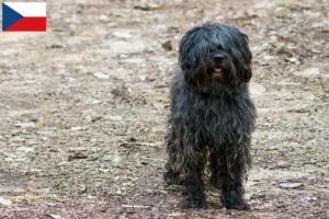 Read more about the article Gos d’Atura Catalá breeders and puppies in the Czech Republic
