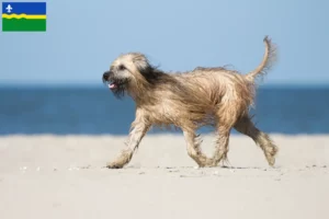 Read more about the article Gos d’Atura Catalá breeders and puppies in Flevoland