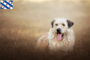Read more about the article Gos d’Atura Catalá breeders and puppies in Friesland