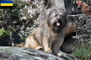 Read more about the article Gos d’Atura Catalá breeders and puppies in Gelderland
