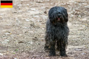 Read more about the article Gos d’Atura Catalá breeders and puppies in Germany