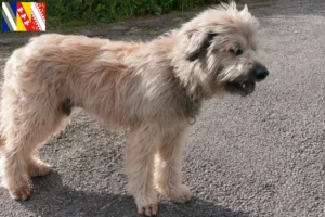 Read more about the article Gos d’Atura Catalá breeders and puppies in Grand Est