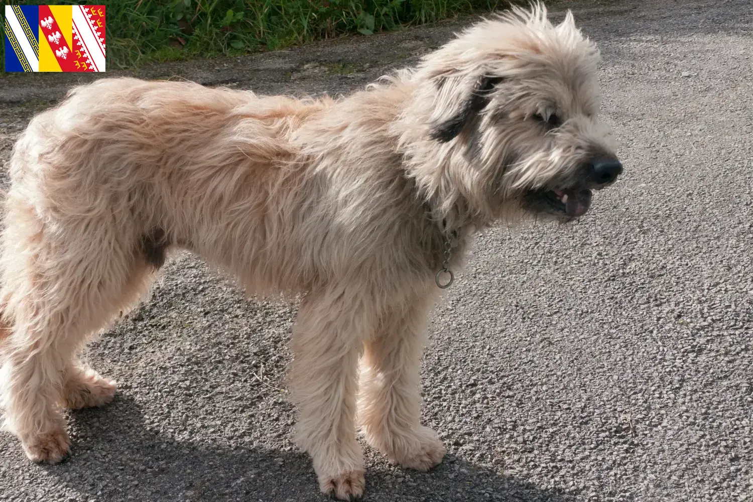 Gos d'Atura Catalá puppies and breeder Grand Est Here you will find Gos d'Atura Catalá breeders in Grand Est.