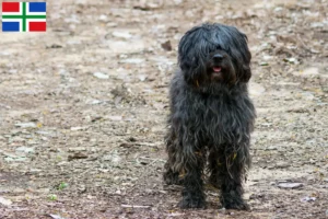 Read more about the article Gos d’Atura Catalá breeders and puppies in Groningen