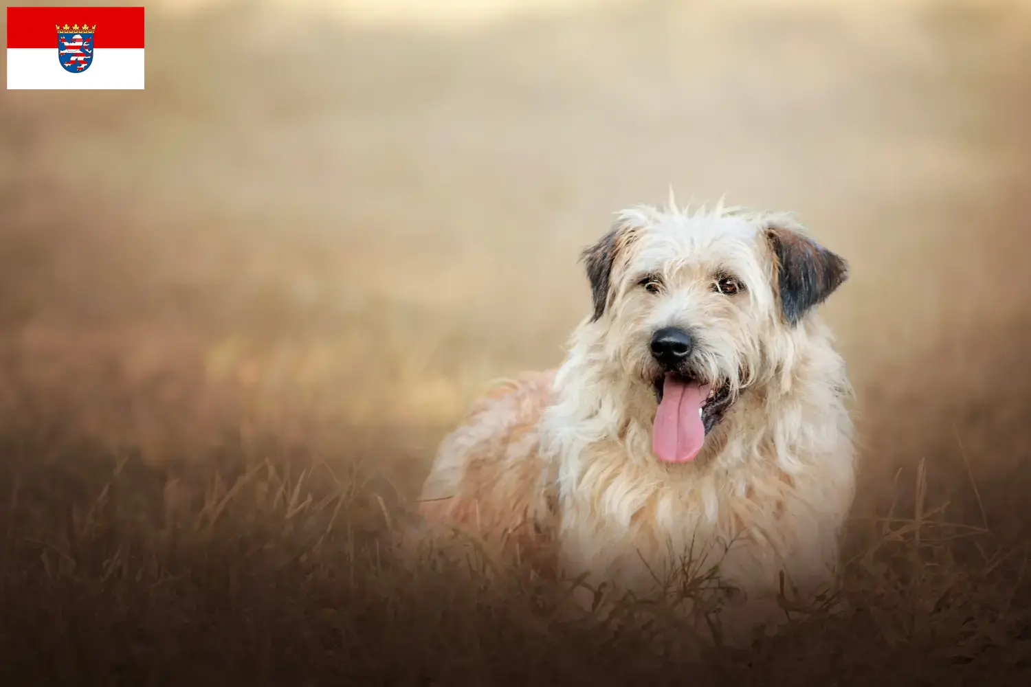 Gos d'Atura Catalá puppies and breeders Hessen Here you will find Gos d'Atura Catalá breeders in Hessen.