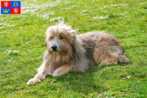 Read more about the article Gos d’Atura Catalá breeders and puppies in Hradec Králové