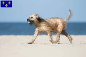Read more about the article Gos d’Atura Catalá breeders and puppies in Île-de-France