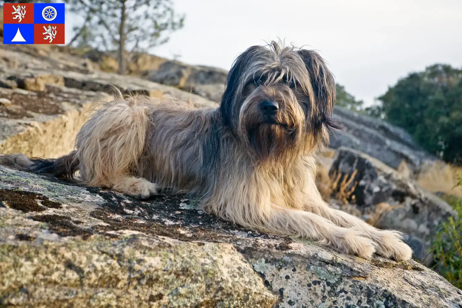 Gos d'Atura Catalá puppies and breeders Liberec Here you will find Gos d'Atura Catalá breeders in Liberec.