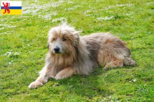 Read more about the article Gos d’Atura Catalá breeders and puppies in Limburg