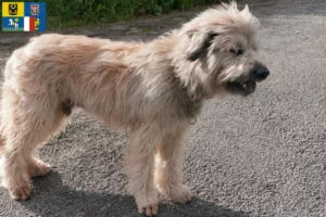 Read more about the article Gos d’Atura Catalá breeders and puppies in Moravia-Silesia