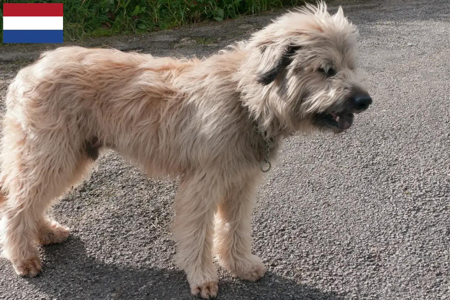 Gos d'Atura Catalá puppies and breeders Netherlands Here you can find Gos d'Atura Catalá breeders in the Netherlands.