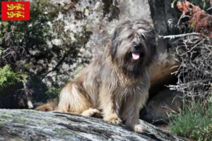 Read more about the article Gos d’Atura Catalá breeders and puppies in Normandy