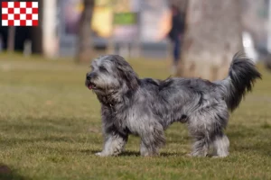 Read more about the article Gos d’Atura Catalá breeders and puppies in North Brabant