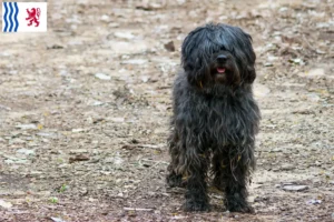 Read more about the article Gos d’Atura Catalá breeders and puppies in Nouvelle-Aquitaine